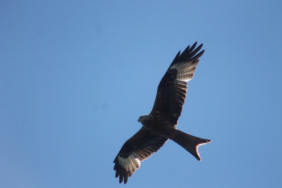 2025.05.20_F.Seemer_Rotmilan (5), © Frank Seemer 2025.05.20_F.Seemer_Rotmilan (5), © Frank Seemer