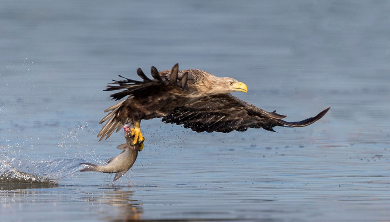 Erfolgreiche morgendliche Fischjagd, &copy; Eric Dienesch