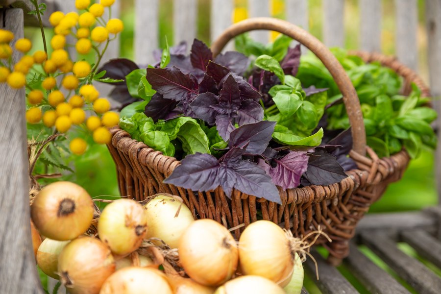 Uit de tuin, © Rebekka Meßner Uit de tuin, © Rebekka Meßner