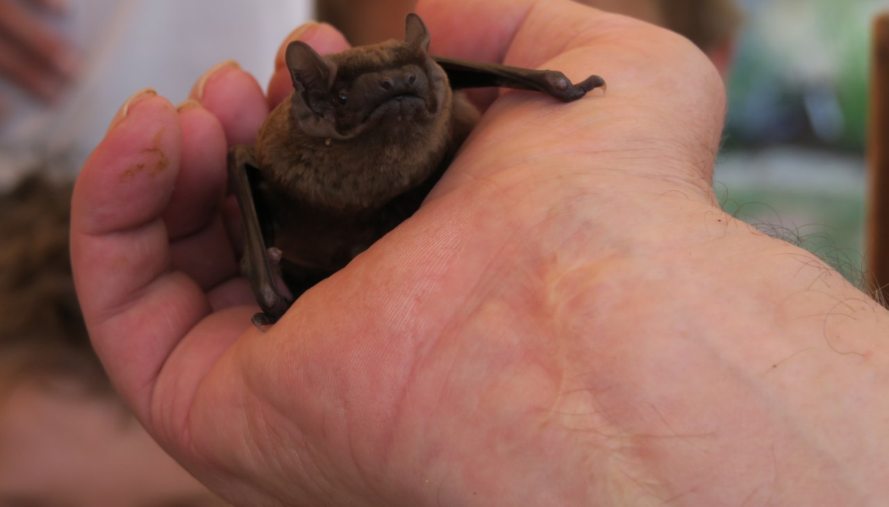 Fledermaus, © B. Lüthi Herrmann Fledermaus, © B. Lüthi Herrmann