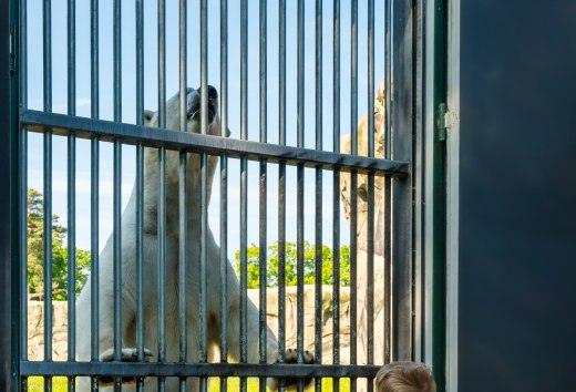 Ein Eisbär steht am Gehegezaun auf den beiden Hinterbeinen. Vor ihm steht ein kleiner Junge.