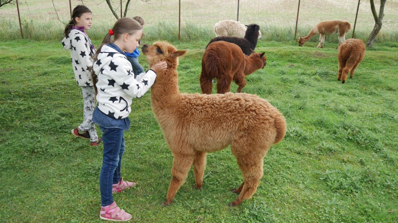 Onze alpaca's brengen rust over uit het stressvolle dagelijkse leven en je raakt weer "geaard"! // &copy; Lena Marie Hahn