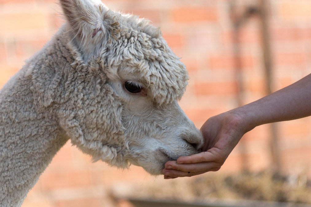 Alpaca, boerderij Birkenkamp, © © Jennifer Dietel Alpaca, boerderij Birkenkamp, © © Jennifer Dietel