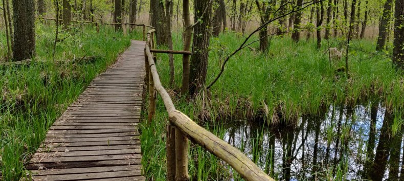 Eintauchen in die Waldatmosph&auml;re // &copy; Annett Freese