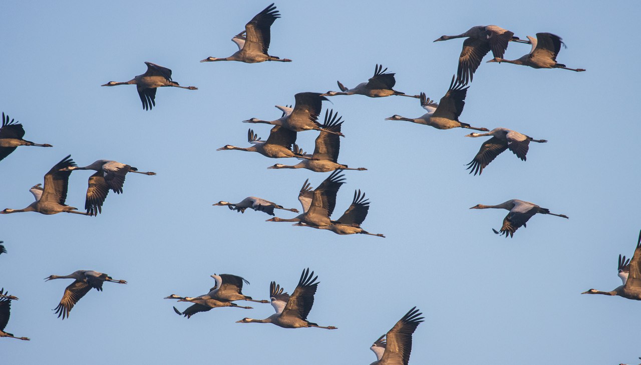 IMG_5634, &copy; Wei&szlig;e Flotte GmbH