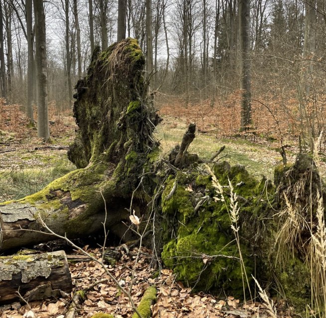 © Britta Daedelow-Seydl © Britta Daedelow-Seydl