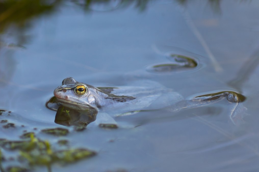Moorfrosch, &copy; Stadtmarketing Ribnitz-Damgarten