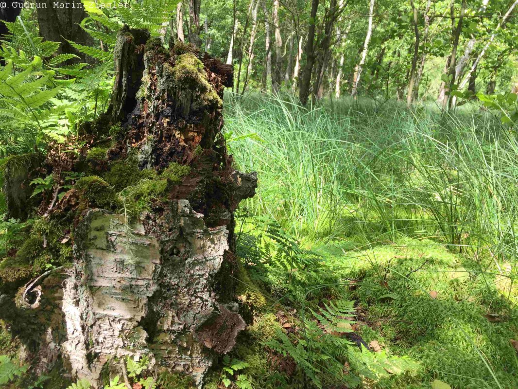 Im Schwing-Moor // &copy; np-msk