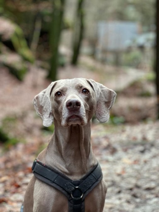 Geocaching mit Hund - Spürnase auf Tour, © Erlebnis Akademie AG/NEZR