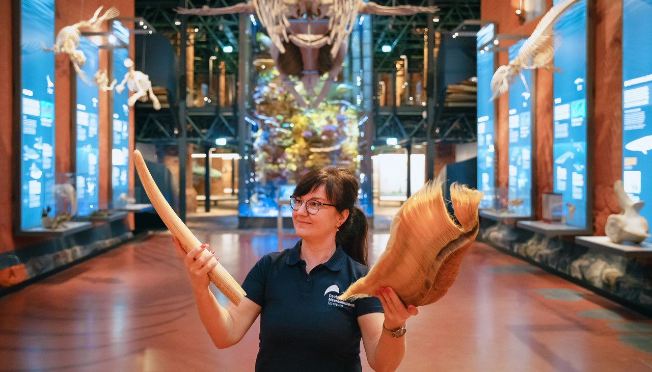 Eine Frau steht unter einem hängenden Walskelett in einer Kirchenhalle und hält Walbarten in den Händen, © Anke Neumeister/Deutsches Meeresmuseum Eine Frau steht unter einem hängenden Walskelett in einer Kirchenhalle und hält Walbarten in den Händen, © Anke Neumeister/Deutsches Meeresmuseum