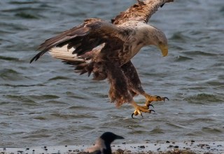 Adulter Seeadler, © Kevin Hempel
