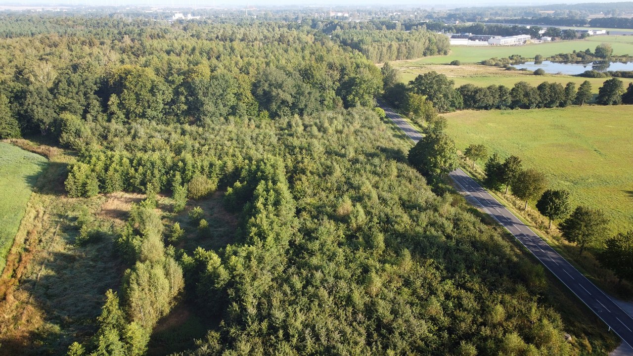 Klimawald B&uuml;tzow // &copy; Landesforst MV