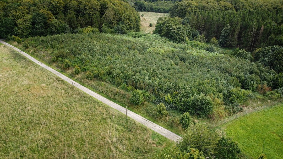 Klimawald Stubnitz, © Landesforst MV