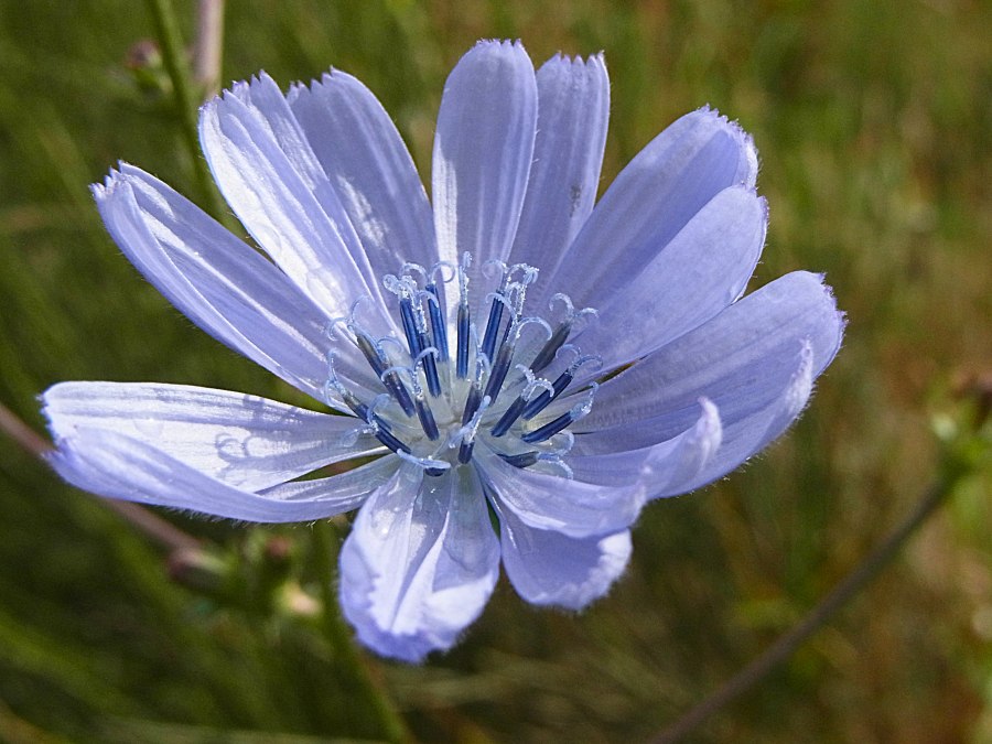 Wegwarte, &copy; bereitgestellt von Silvia Berg