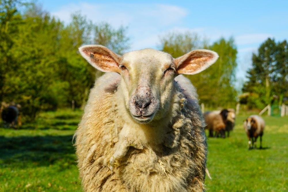 &copy; Land der Tiere