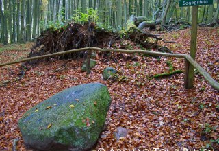 versteckt in Laubwald liegt der sagenumwobene Stein, © Archäo Tour Rügen versteckt in Laubwald liegt der sagenumwobene Stein, © Archäo Tour Rügen