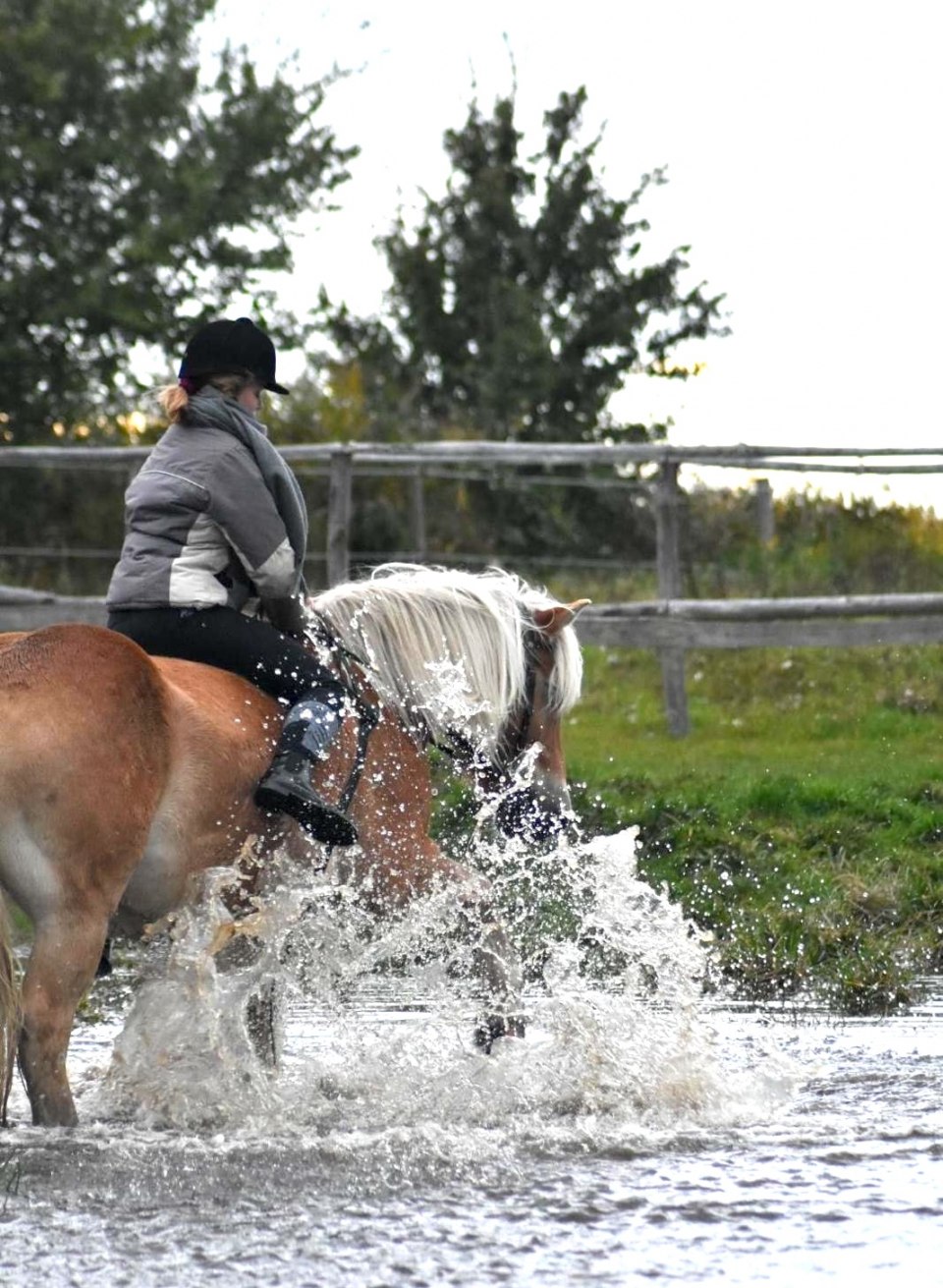 Eine Reiterin f&uuml;hrt ihr Pferd durch spritzendes Wasser, w&auml;hrend sie einen abenteuerlichen Ausritt genie&szlig;t. Das kr&auml;ftige Pferd pfl&uuml;gt energisch durch die flache Wasserstelle, w&auml;hrend die Reiterin die frische Luft und die Natur um sich herum aufnimmt.