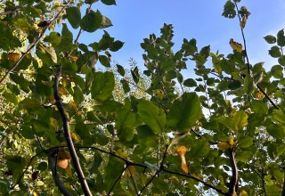 Junger Apfelbaum im Herbst, © Dagmar Heppner Junger Apfelbaum im Herbst, © Dagmar Heppner