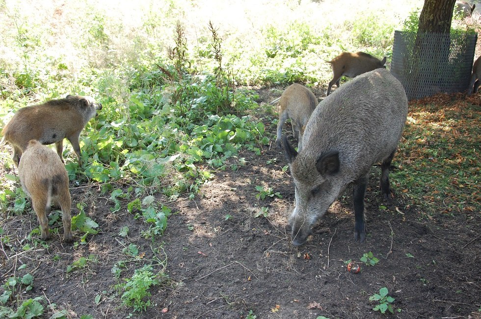 Im Freigehege ist eine Rotte Wildschweine zu sehen. // © Gabriele Skorupski Im Freigehege ist eine Rotte Wildschweine zu sehen. // © Gabriele Skorupski