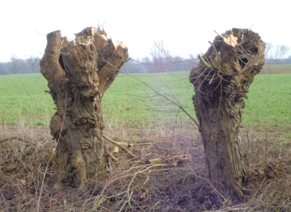 © Uwe Kurzbein © Uwe Kurzbein