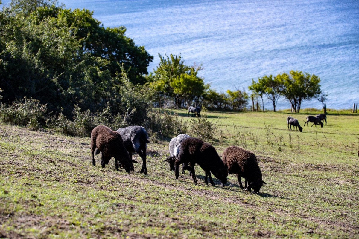 Autorenlesung Oekohof Martin Stoever August 2020_P5I4177, &copy; Kurverwaltung Goehren / Martin Stoever