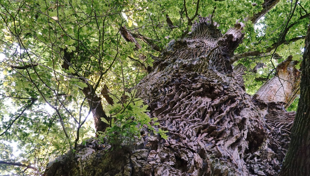 Die Tausendjährige, © Rainer Städing Die Tausendjährige, © Rainer Städing