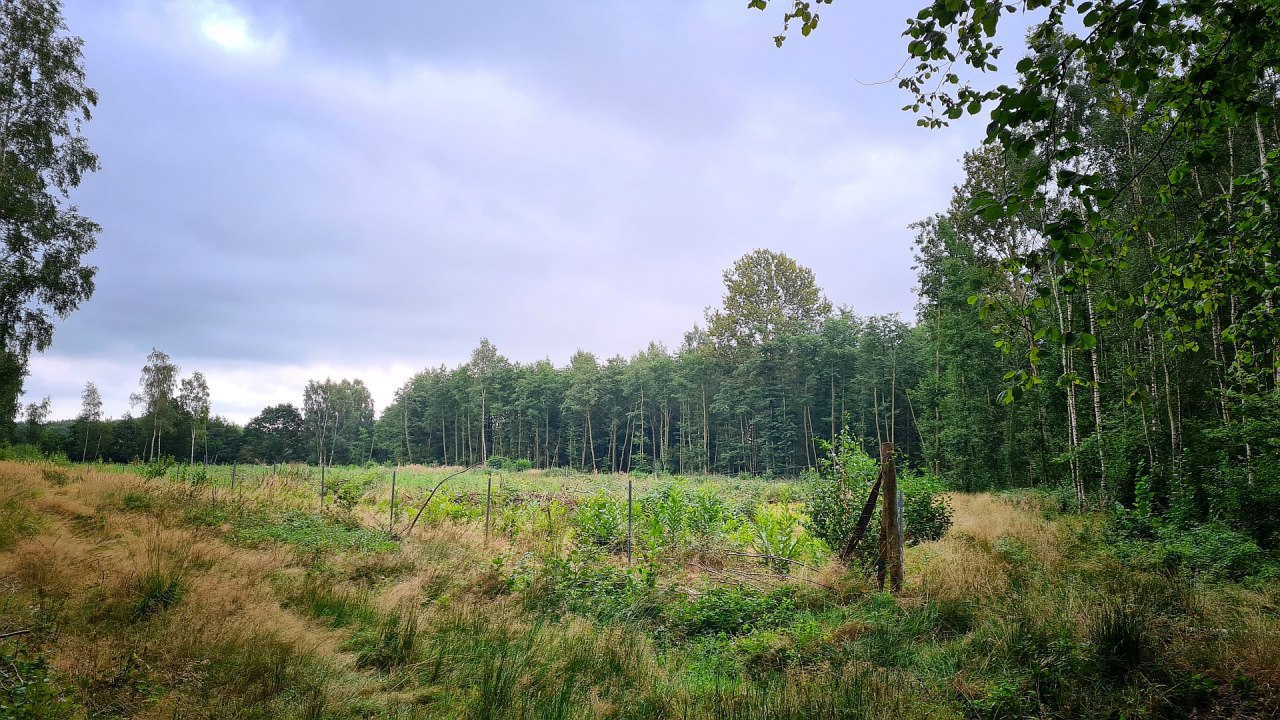 Klimawald Sehlen // &copy; Landesforst MV