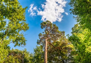 Waldbaden im Ostseeheilbad Graal-M&uuml;ritz | mit Torsten Maa&szlig; // &copy; Andr&eacute; Pristaff / TuK