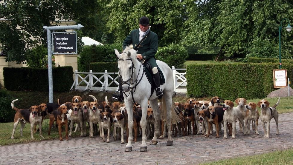 Mecklenburger Meute beim Hundetraining mittwochs und sonntags auf dem Feriengut Dalwitz // © Mecklenburger ParkLand Mecklenburger Meute beim Hundetraining mittwochs und sonntags auf dem Feriengut Dalwitz // © Mecklenburger ParkLand