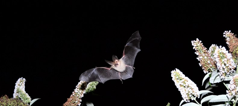 Braunes Langohr beim Jagen, &copy; C