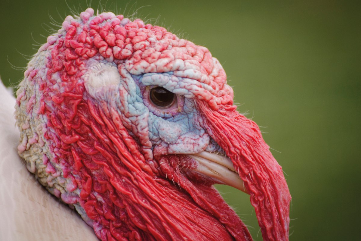 Puter Heinz hat alles im Blick // &copy; Land der Tiere