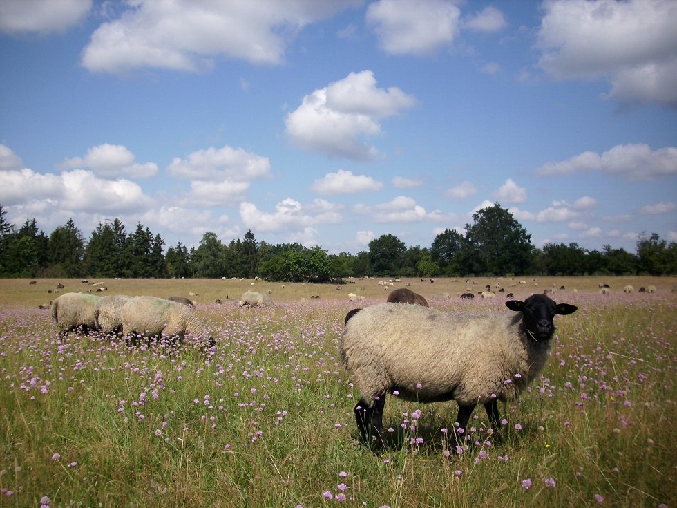 Onze schapen in Hullerbusch // © Schäferei Hullerbusch Onze schapen in Hullerbusch // © Schäferei Hullerbusch