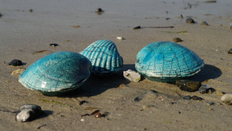 Strandgut Keramik, © Astrid Rohmer Strandgut Keramik, © Astrid Rohmer