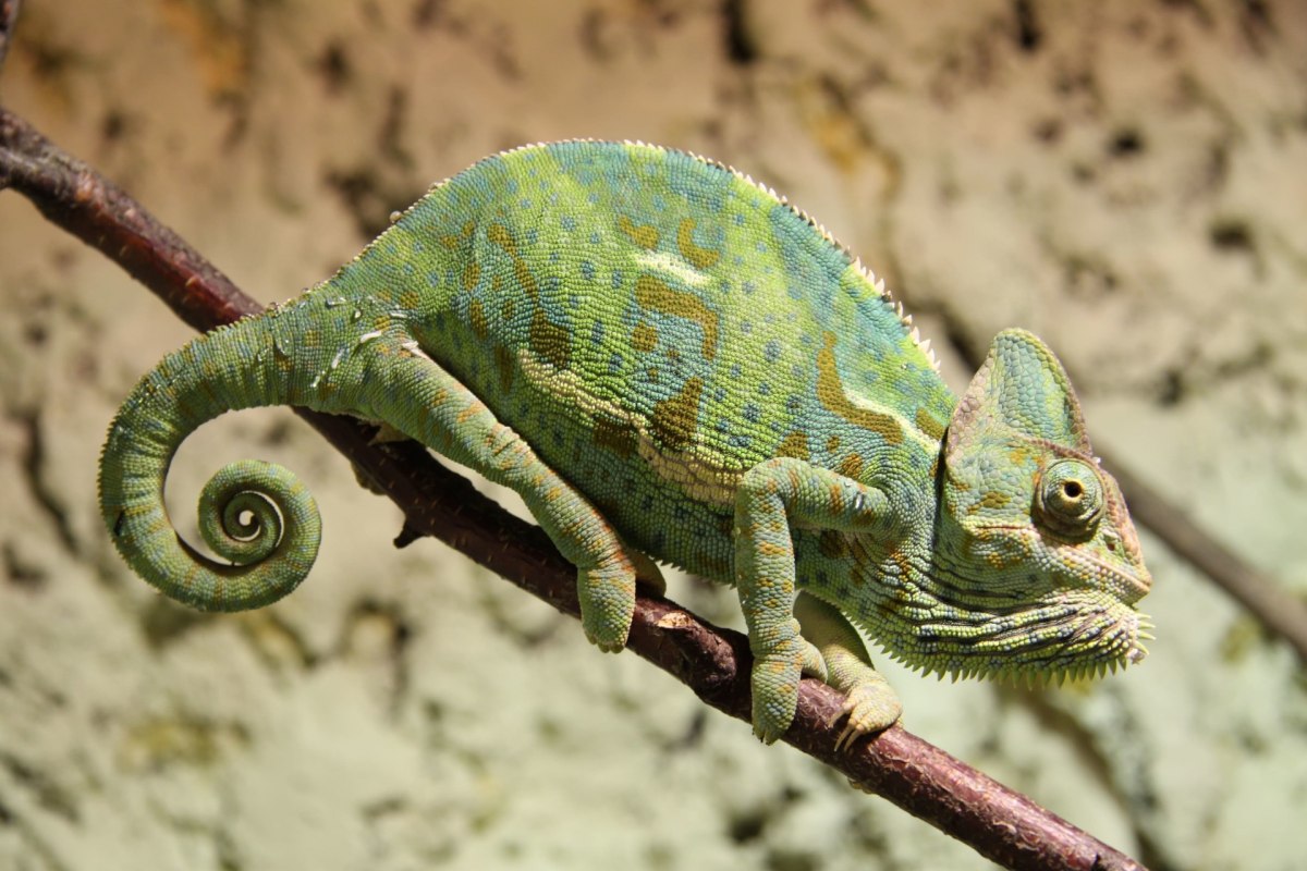 © Tropenzoo_Bansin_Marcel_Piper © Tropenzoo_Bansin_Marcel_Piper