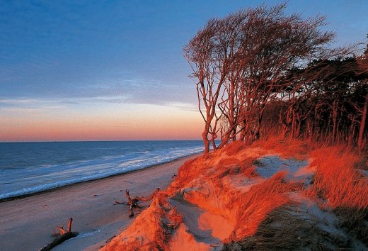 Windfl&uuml;chter im Morgenrot am Dar&szlig;er Weststrand, Fischland-Dar&szlig;-Zingst, &copy; TMV/Grundner