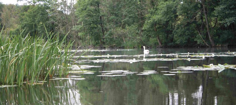 In den Torfstichen bei Malchin // © Marin-Ziegler In den Torfstichen bei Malchin // © Marin-Ziegler