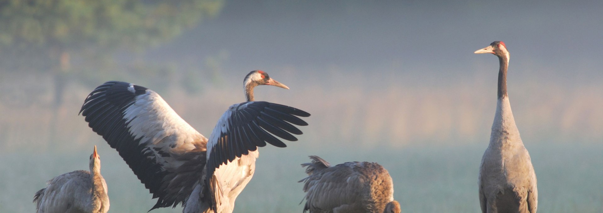 Kraniche auf einer nebelverhangenen Wiese, einer mit ausgebreiteten Flügeln, im sanften Morgenlicht.