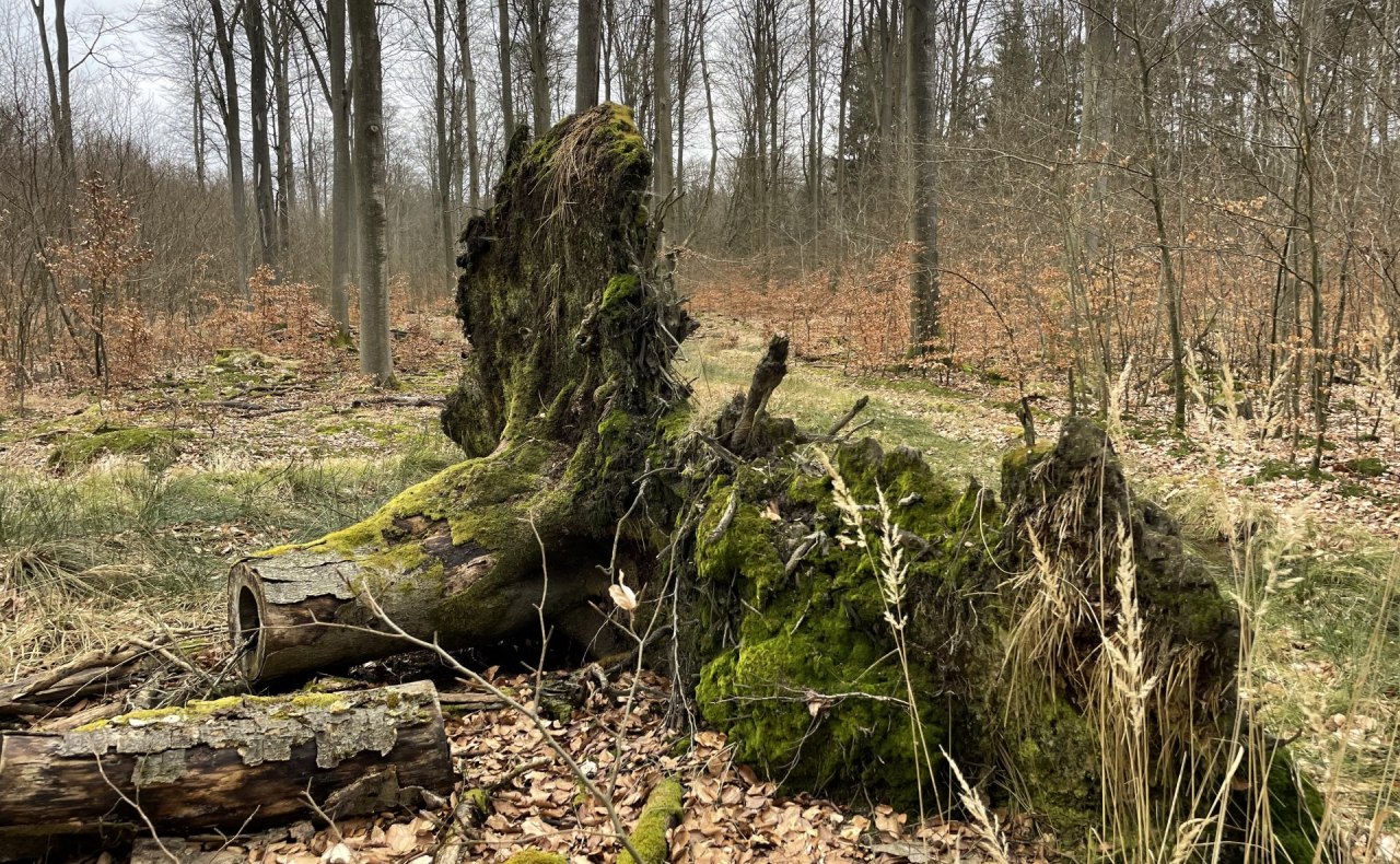 Totholz, &copy; Britta Daedelow-Seydl