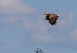 Seeadler, © Vogeltouren MV