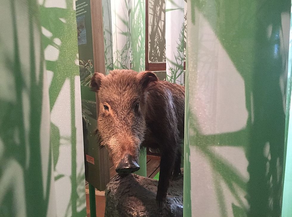 Die Ausstellung gibt Einblicke in die heimische Tierwelt, © Katrin Bärwald Die Ausstellung gibt Einblicke in die heimische Tierwelt, © Katrin Bärwald