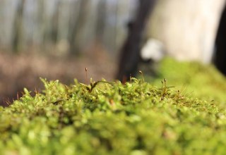 Natur als Impuls zum eigenen Schreiben! // &copy; pixabay