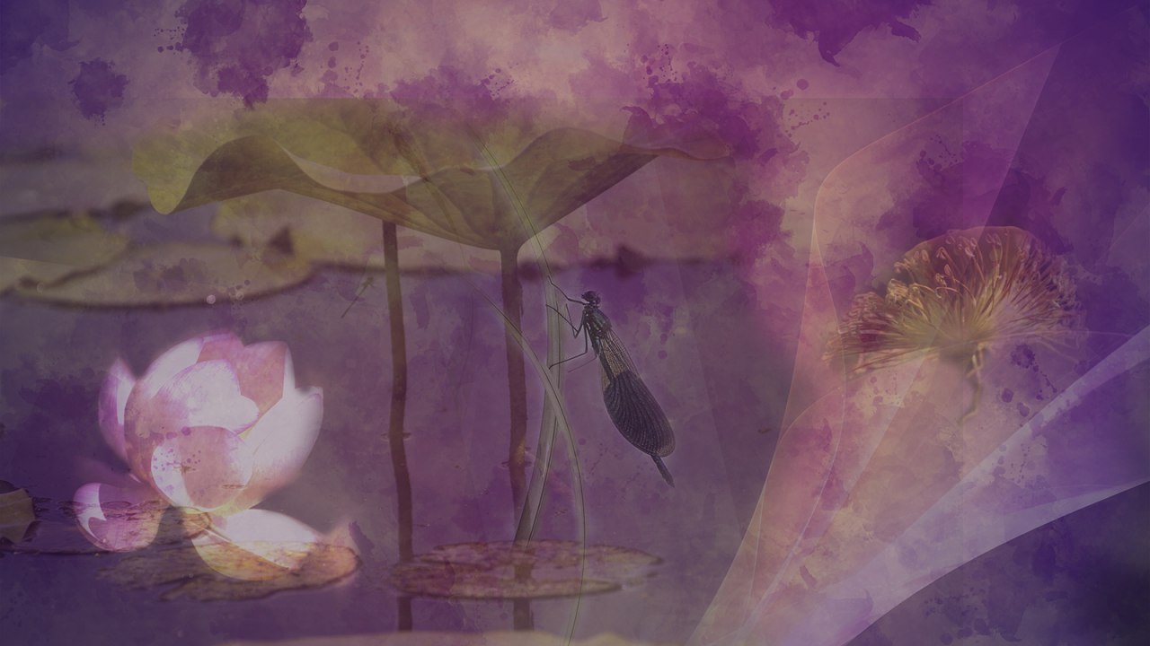 Im Land der Lotosbl&uuml;ten // &copy; Monika Iburg