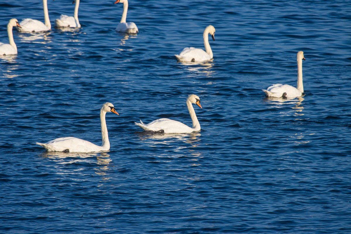 &copy; Wei&szlig;e Flotte GmbH
