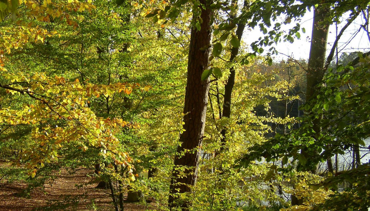 Weg bei Serrahn, &copy; Stadt Neustrelitz