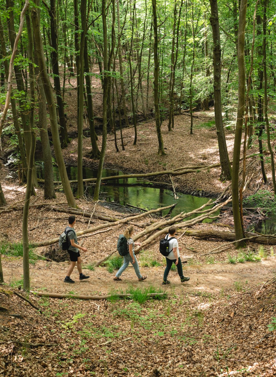 Drei Personen wandern durch das Radebachtal auf einem Waldweg, neben einem kleinen Bach