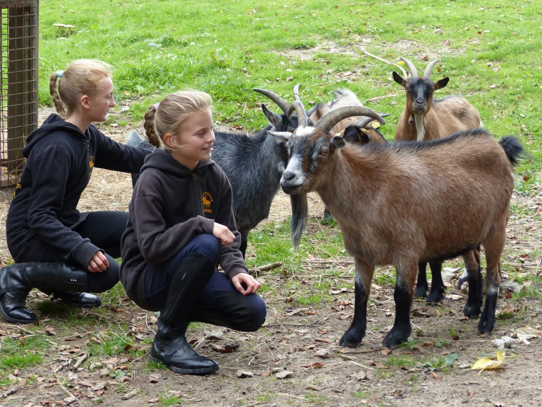 In de stal zie je niet alleen paarden, maar onder andere ook geiten // &copy; de