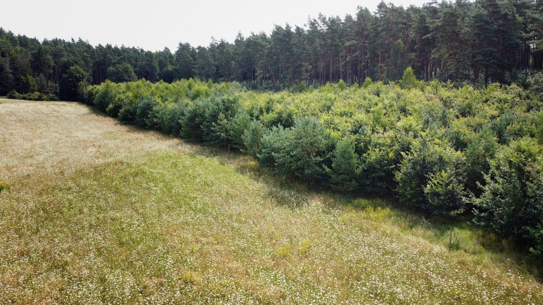 Klimawald Neustrelitz, © Landesforst MV Klimawald Neustrelitz, © Landesforst MV