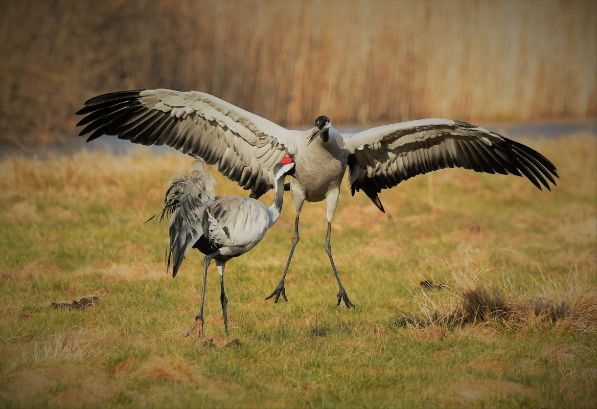 Bild von 2 Kranichen // © Jörg Dollmanski Bild von 2 Kranichen // © Jörg Dollmanski