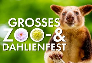 Das große Zoo- und Dahlienfest im Zoo Rostock. // © Zoo Rostock/ Drübbisch Das große Zoo- und Dahlienfest im Zoo Rostock. // © Zoo Rostock/ Drübbisch