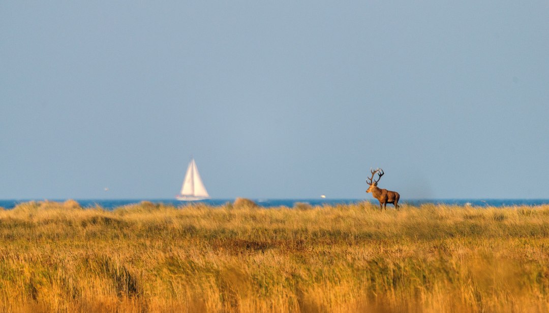Ein prächtiger Hirsch steht majestätisch in der goldenen Herbstlandschaft des Nationalparks Vorpommersche Boddenlandschaft, während im Hintergrund ein Segelboot friedlich über das Boddenmeer gleitet – ein harmonisches Zusammenspiel von Wildnis und Küstenidylle.